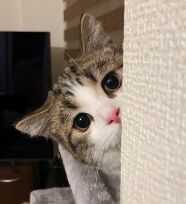 チラッ…と見るひなたくん