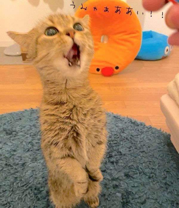 ちゅ〜るを食べて興奮するきなこちゃん