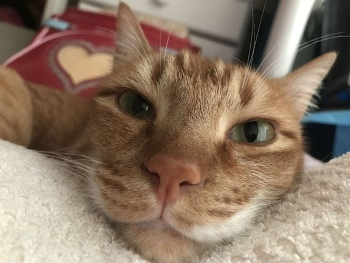 診断付き あなたの愛猫は 末っ子 系猫 4つのトリセツをマスターせよ ねこのきもちweb Magazine 診断付き あなたの愛猫は 末っ子 系猫 4つのトリセツをマスターせよ ねこのきもちweb Magazine