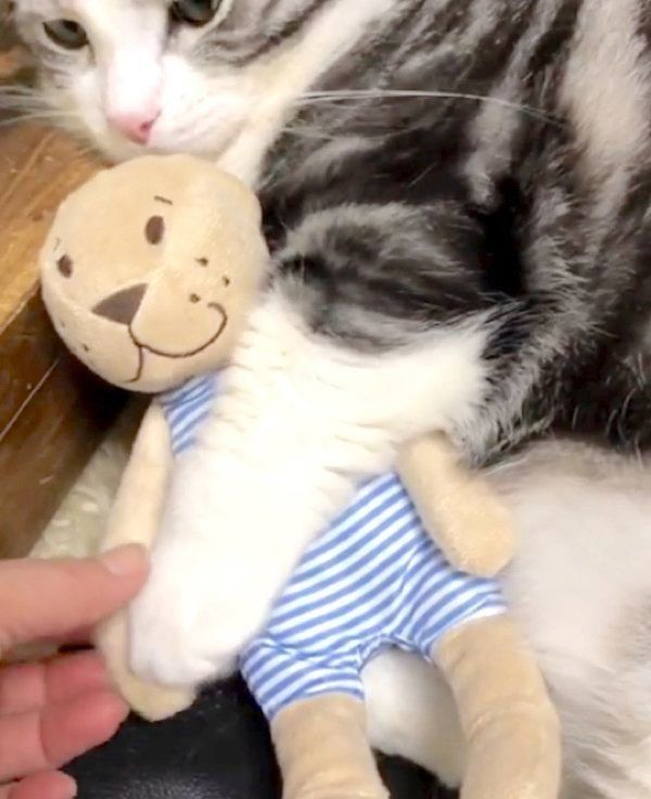 ぬいぐるみを抱えるマンチカン