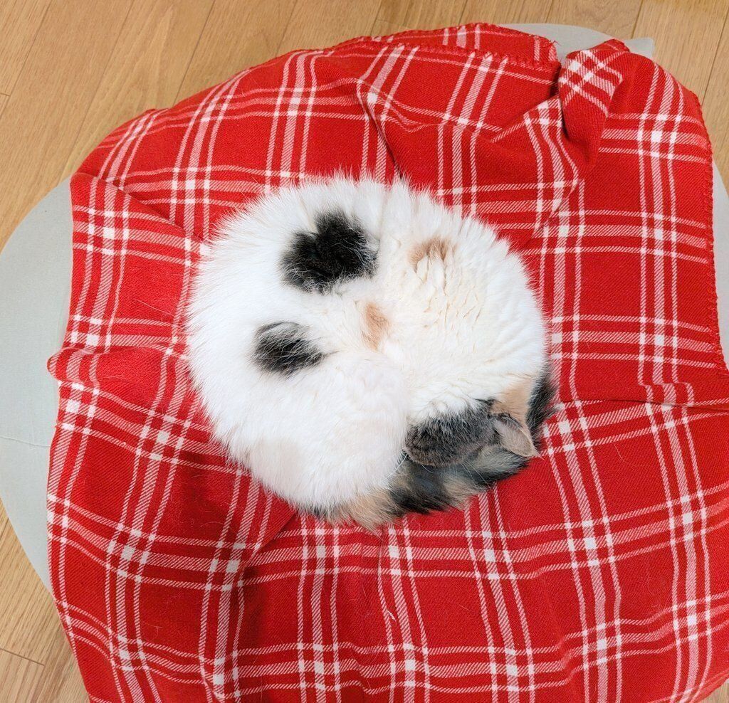 丸くなって眠るジャスミンちゃん