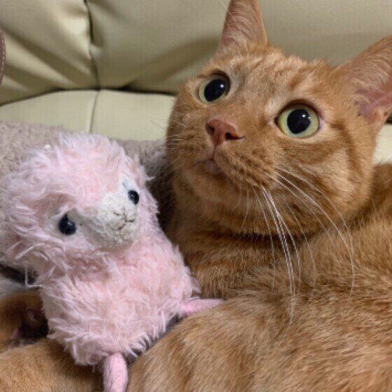 ぬいぐるみを抱える茶トラ