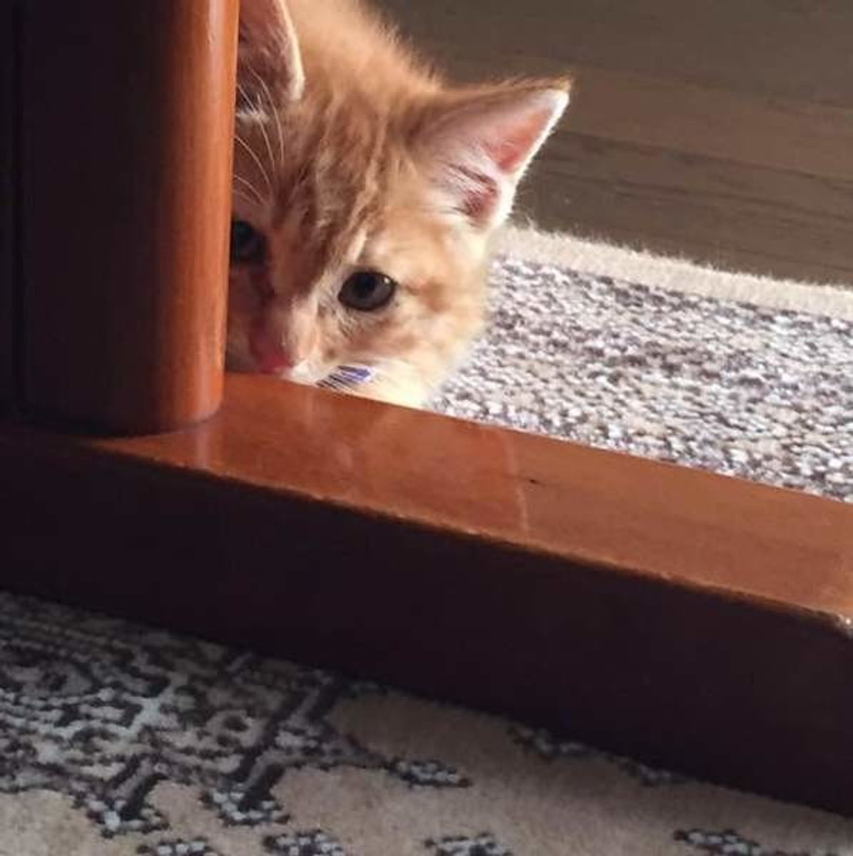 事前に知っておきたい 猫の嫌いなことベスト5 を発表 嫌いな理由とストレス軽減法とは ねこのきもちweb Magazine 事前に知っておきたい 猫の嫌いなことベスト5 を発表 嫌いな理由とストレス軽減法とは ねこのきもちweb Magazine