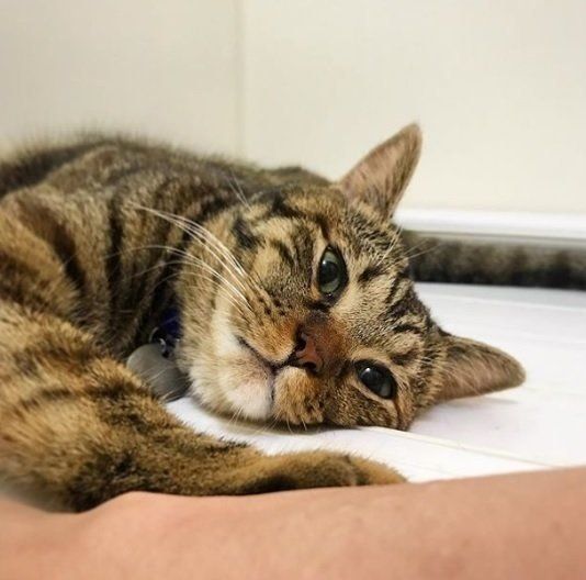 お風呂の蓋に寝そべる猫