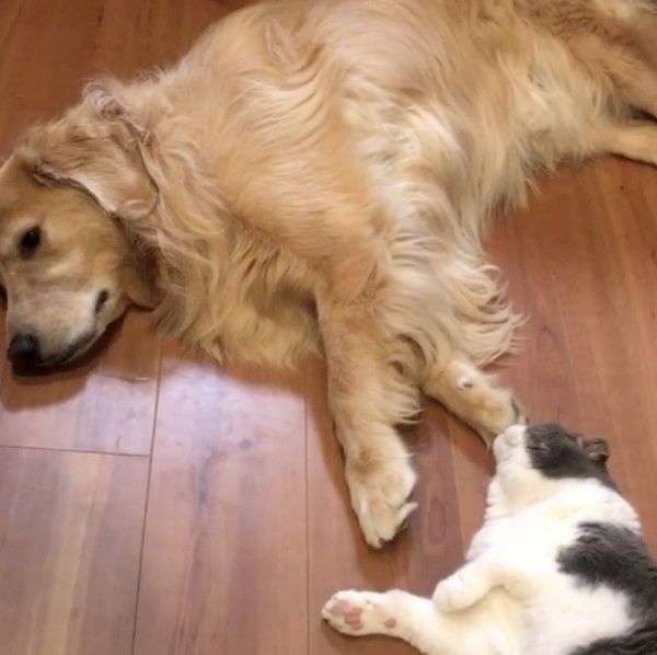 犬の肉球を嗅ぐ猫