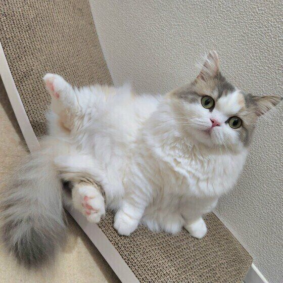 ミヌエットのラテちゃん