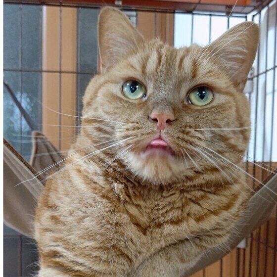 アメリカンショートヘアの龍太くん♪