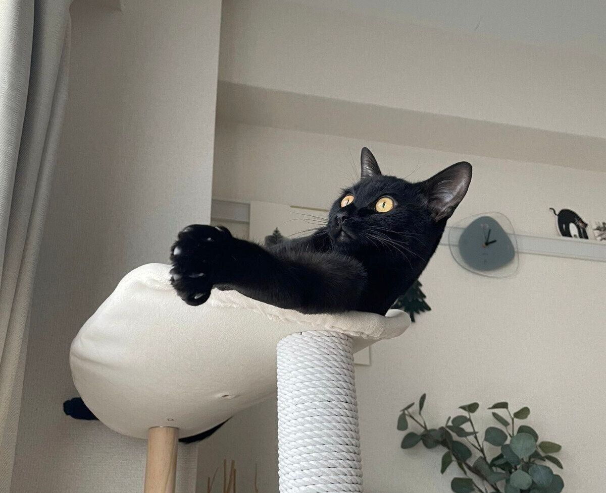 まったりするこぐまくん