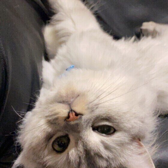 見つめるアメリカンカール