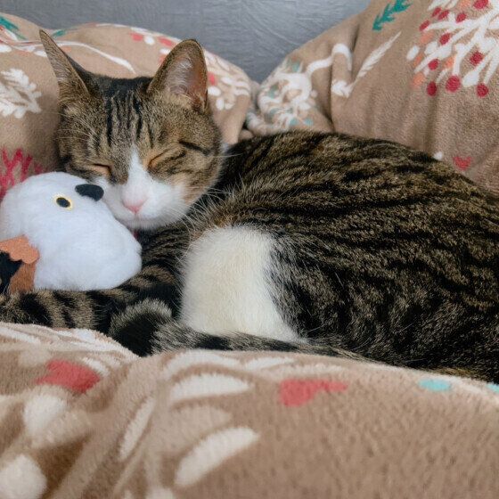 MIXキジトラのわいくん