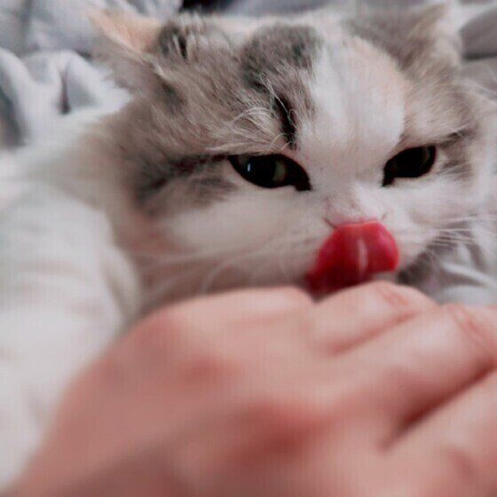 ミヌエットのラテちゃん