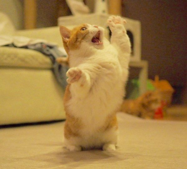 マンチカンのきなこちゃん