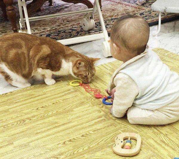 赤ちゃんと猫