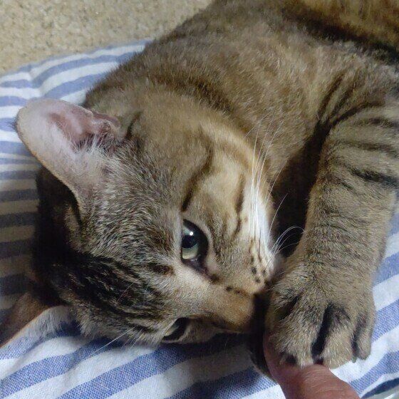 指を舐める男の子