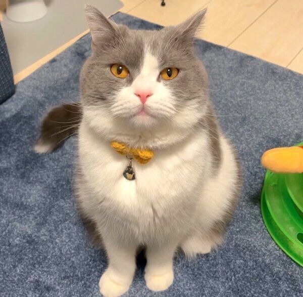 見つめるソアラちゃん