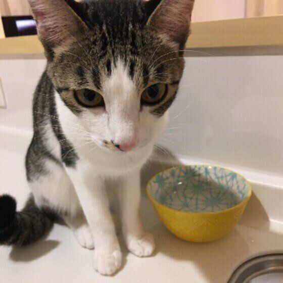 水の容器の横に座るサバトラ猫