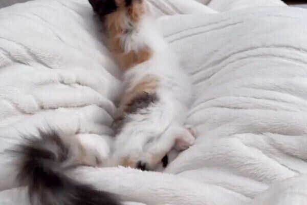 暴れるうなぎちゃん