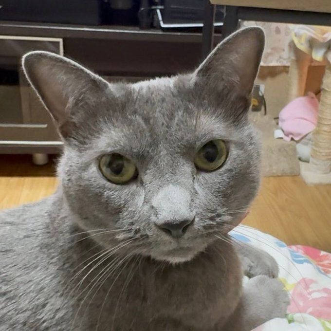 飼い主を見つめるロシアンブルー