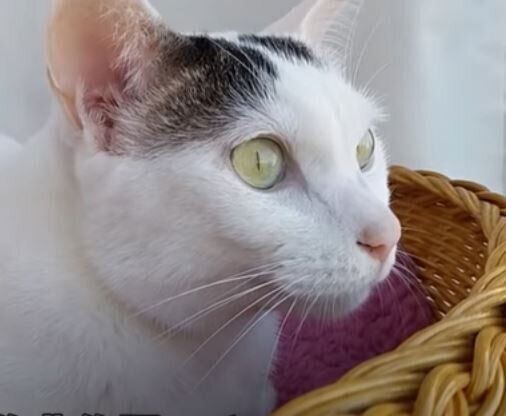 ねこ　チロさん