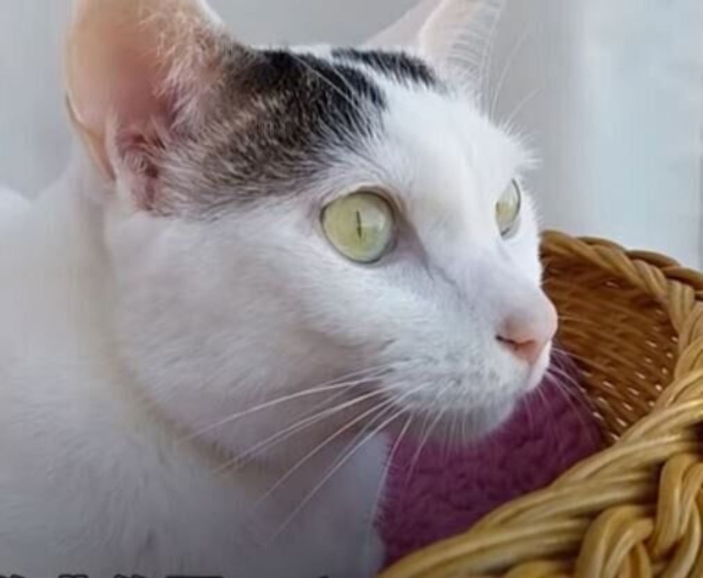 作詞作曲 鳥を見て楽しそうに歌う上機嫌なおしゃべり猫 ねこのきもちweb Magazine 作詞作曲 鳥を見て楽しそうに歌う上機嫌なおしゃべり猫 ねこのきもちweb Magazine