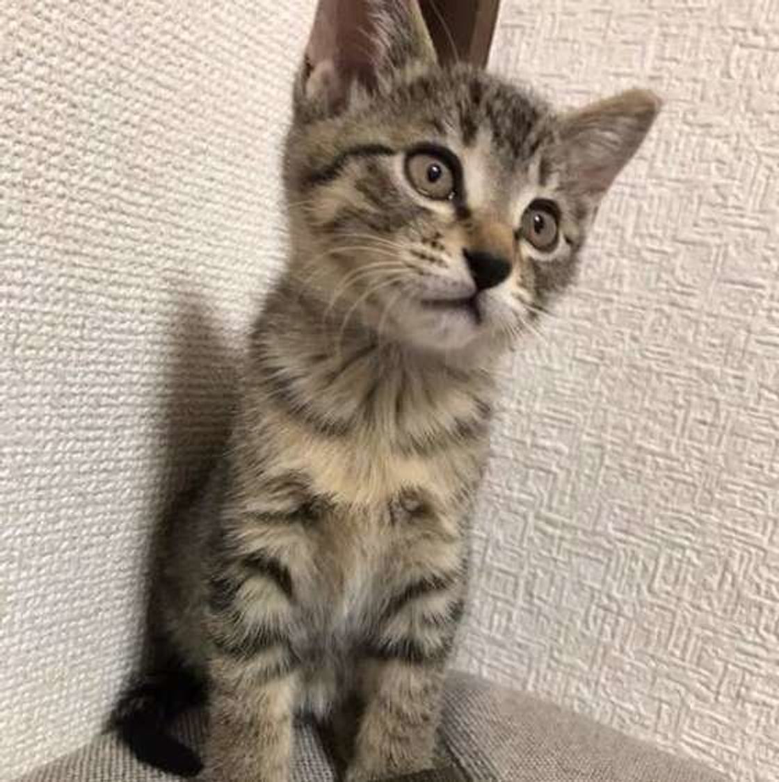 怯えている猫が見せる6つの行動と気を付けること ねこのきもちweb Magazine 怯えている猫が見せる6つの行動と気を付けること ねこのきもちweb Magazine