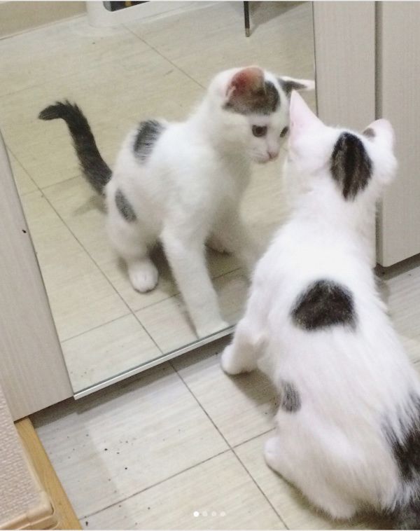 鏡を初めて見た猫