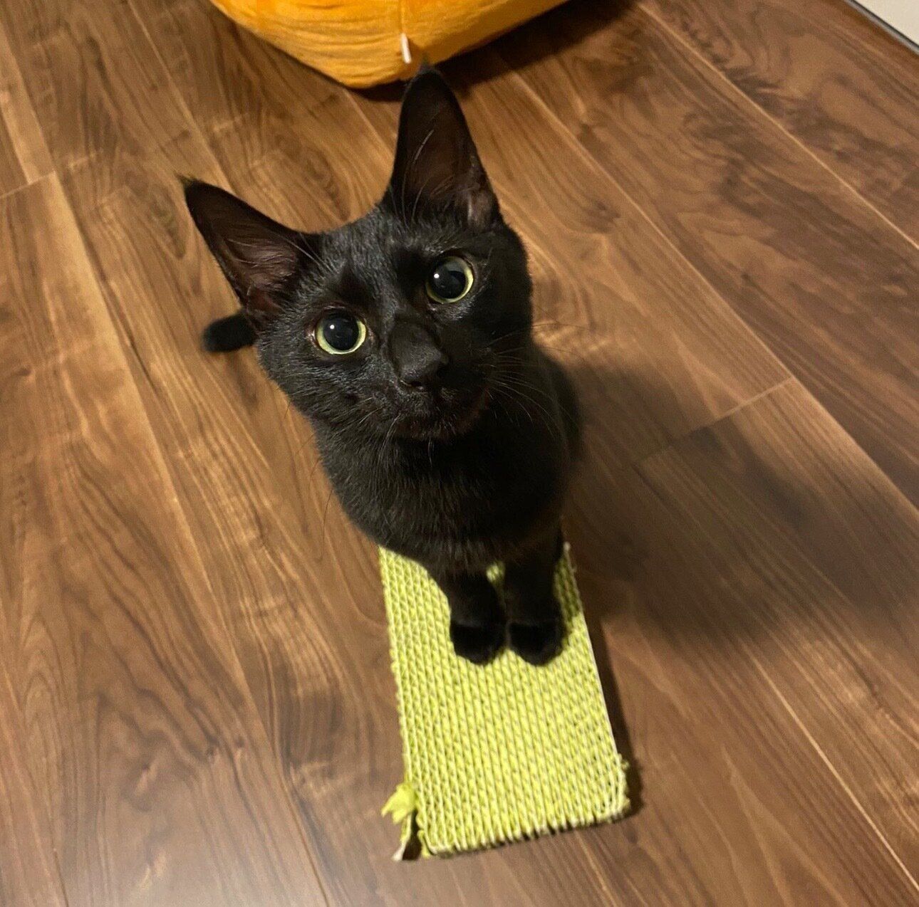 見つめるココアくん