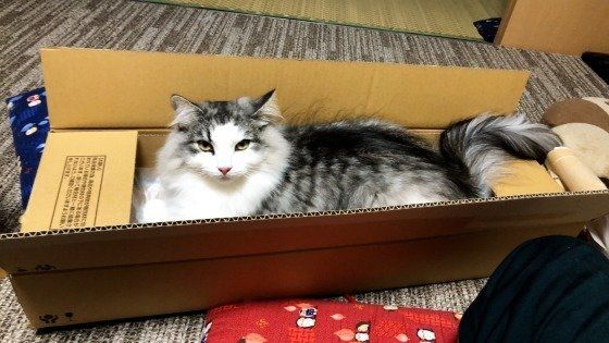 ダンボールに座り込むノルウェージアンフォレストキャット