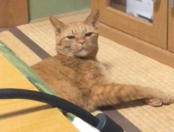 くつろぐポン子ちゃん