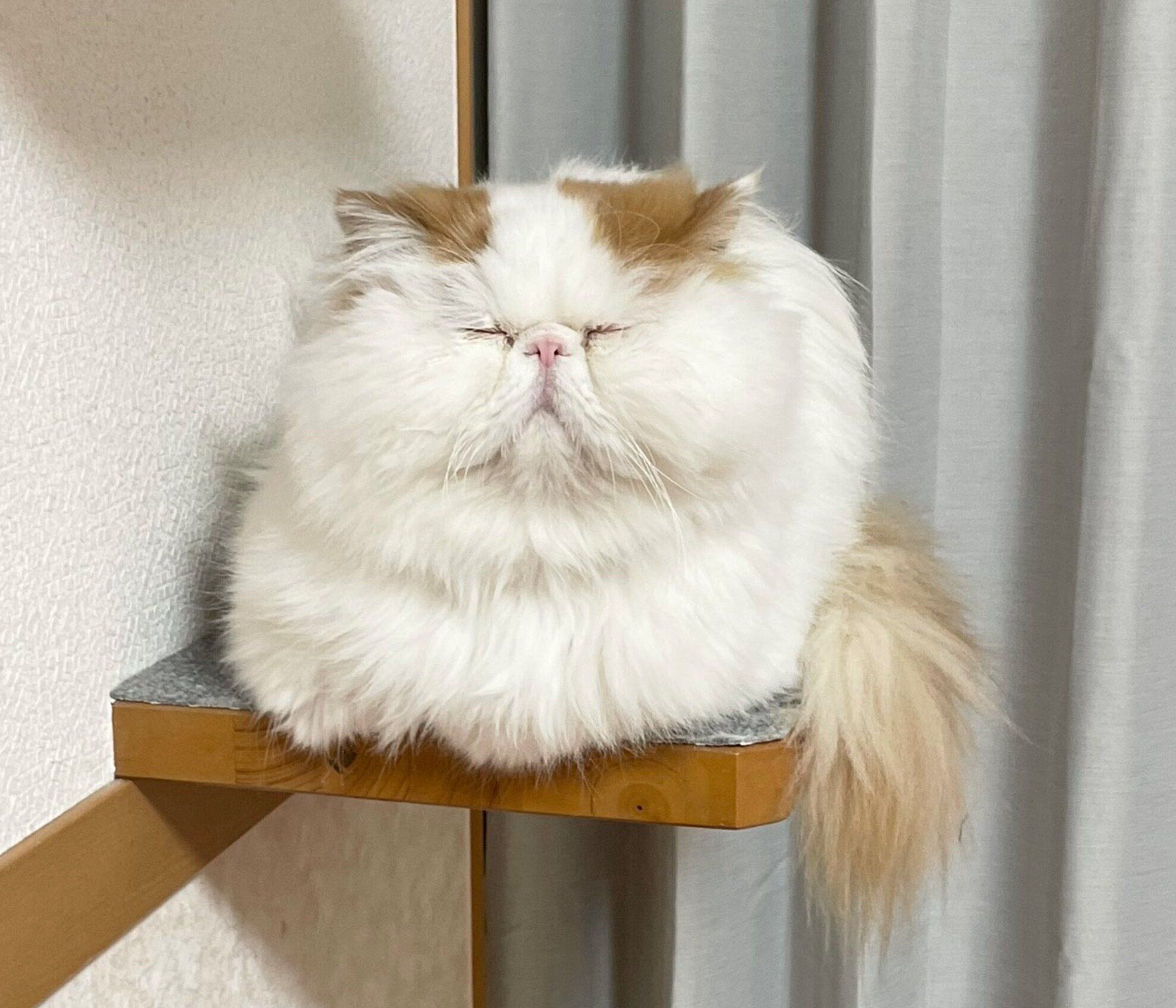 まったりするもけちゃん