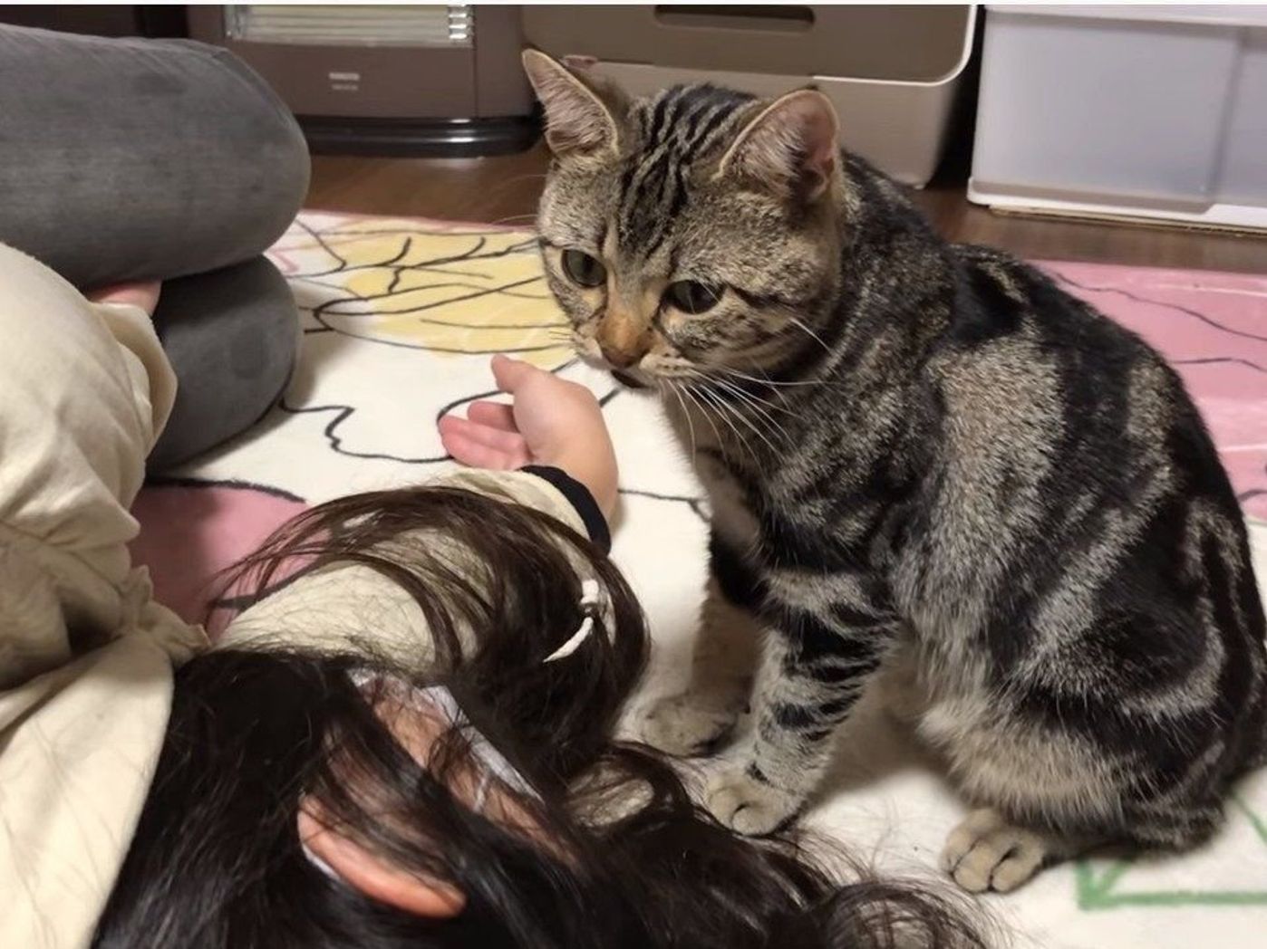 猫もつらいよ おやつタイムに昼寝し続ける飼い主に体当たり ねこのきもちweb Magazine 猫もつらいよ おやつタイムに昼寝し続ける飼い主に体当たり ねこのきもちweb Magazine