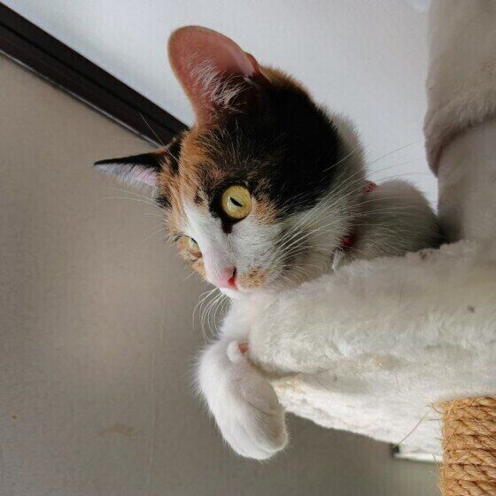 MIXミケのメイちゃん