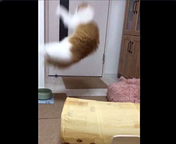 ダイナミックなジャンプをするちのさん