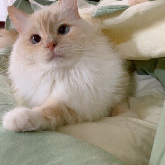 くつろぐラグドール