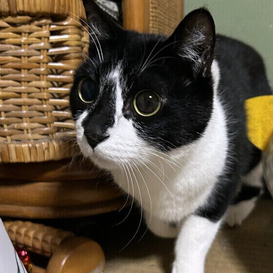 日本ネコの春くん