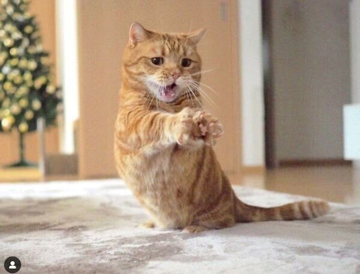 演技派 短足猫兄妹 が繰り出すポーズがすごい 飼い主さんが選ぶ 4つのベストショット とは ねこのきもちweb Magazine 演技派 短足猫兄妹 が繰り出すポーズがすごい 飼い主さんが選ぶ 4つのベストショット とは ねこのきもちweb Magazine