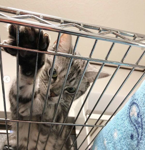 監視するアメリカンショートヘア