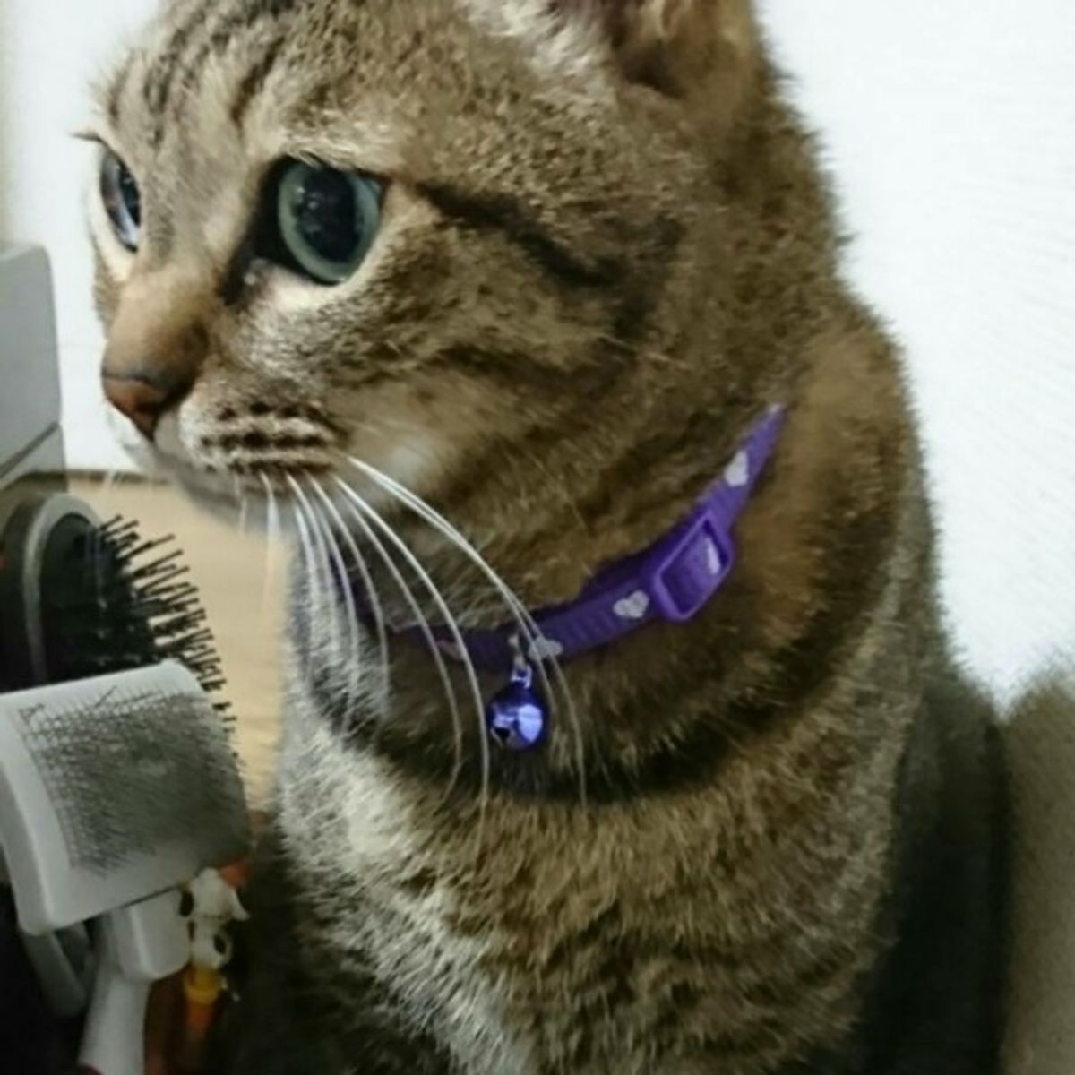 猫のフケの原因は ブラッシングは必要 チェックすべきポイントは ねこのきもちweb Magazine