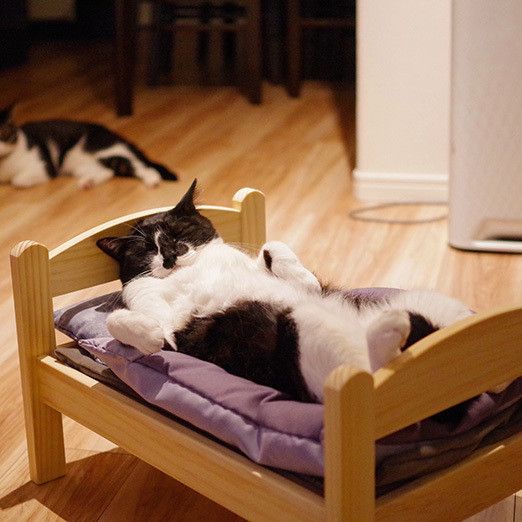 猫が人間らしくなる瞬間