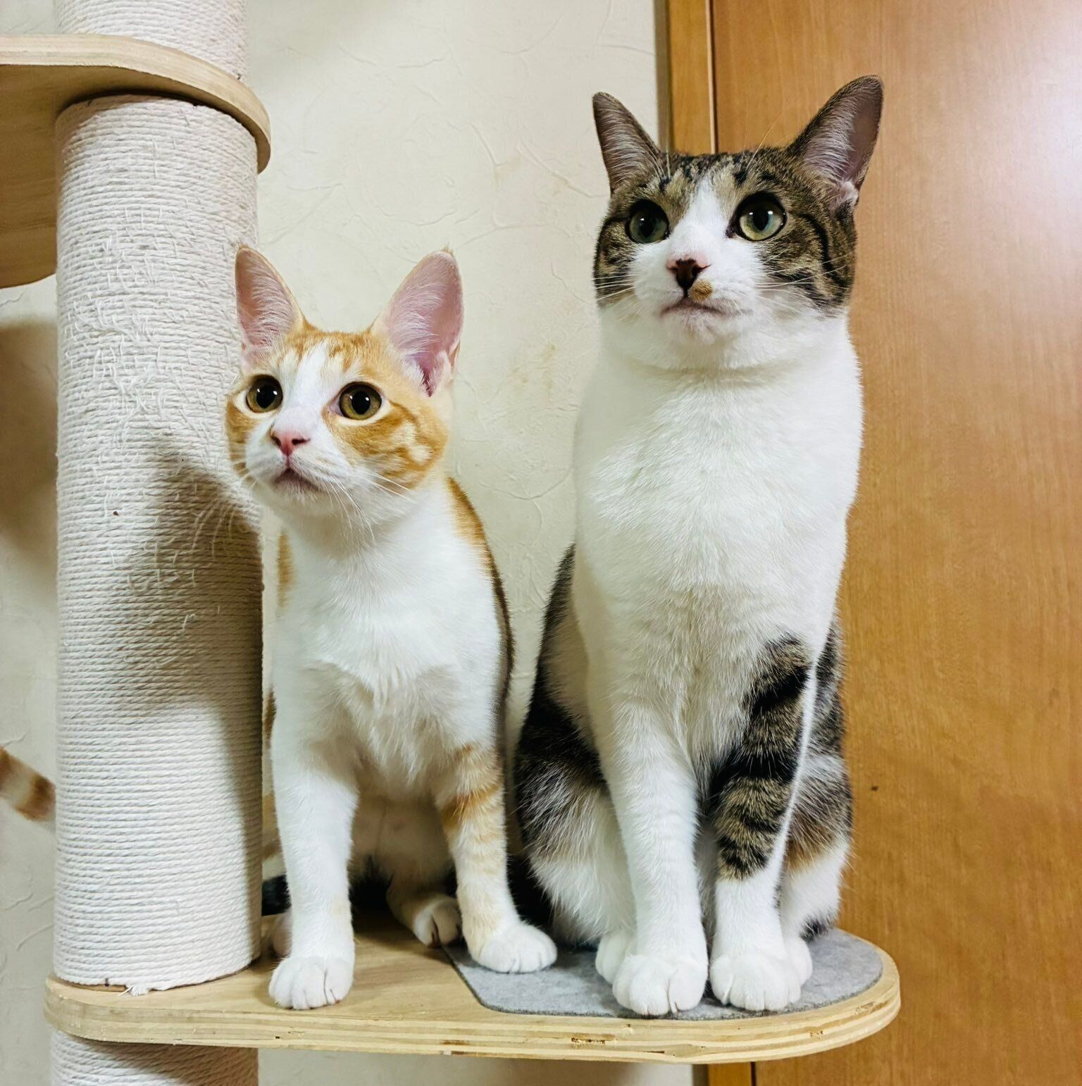 仲よく並ぶのんちゃんとなーちゃん