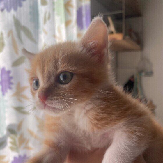 茶トラのトラくん