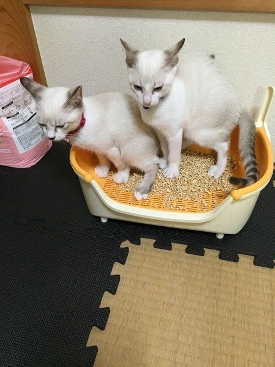 同じトイレで排泄する猫