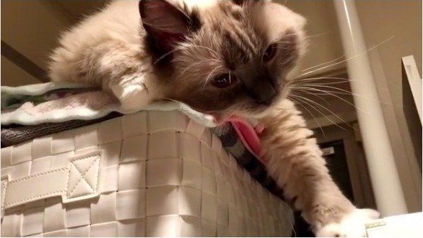 グーパーニャンコ