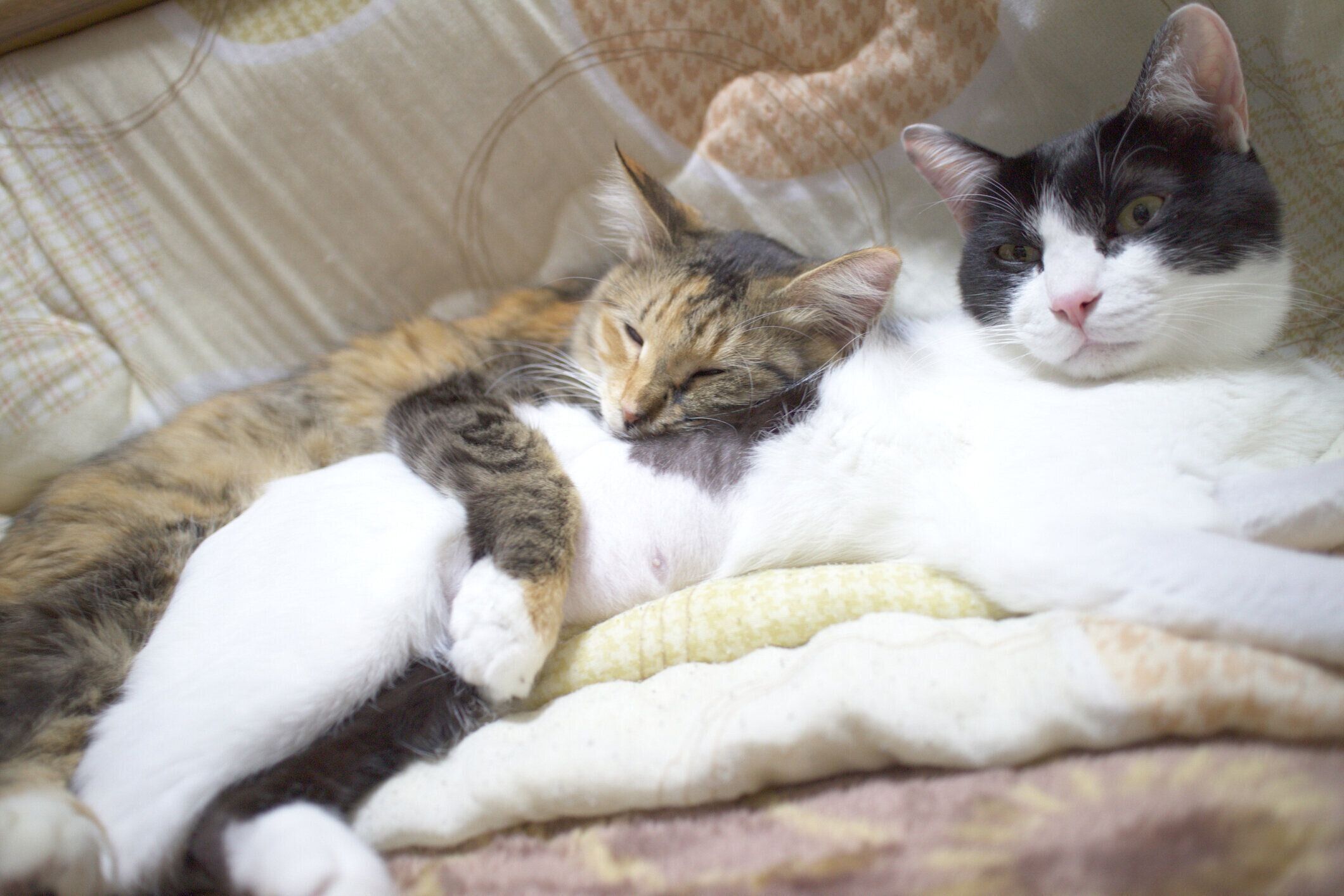 2匹の猫が重なり合って寝ている