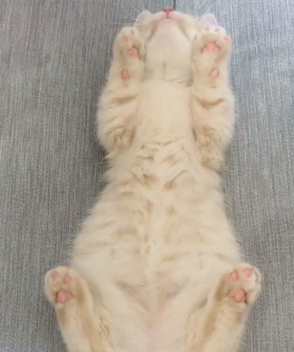 飼い主さんと遊ぶむぎくん