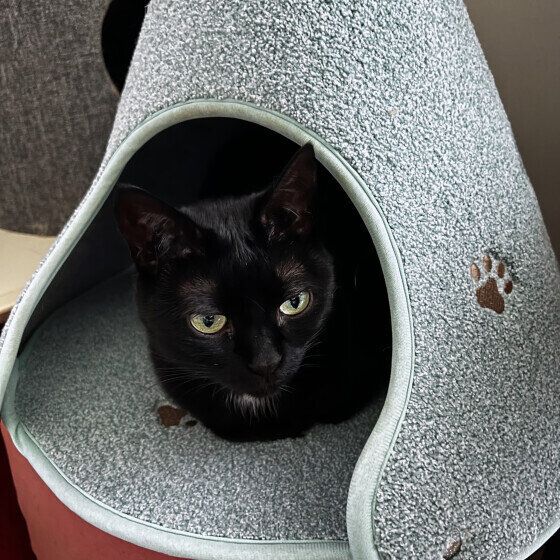 黒のバルちゃん