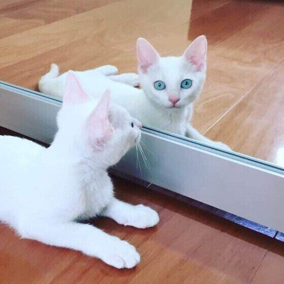 鏡越しに見つめる白黒MIX