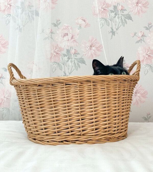 カゴに入るもんちゃん