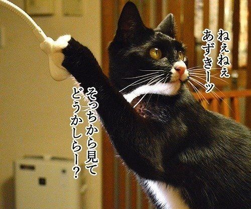 こたえて、あずきさん！