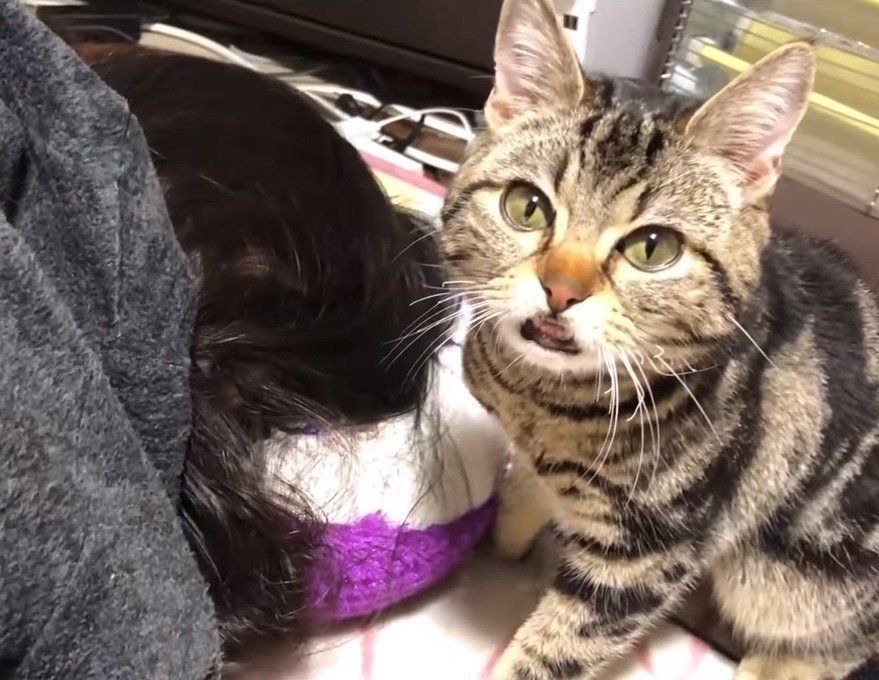 昼寝を邪魔する猫